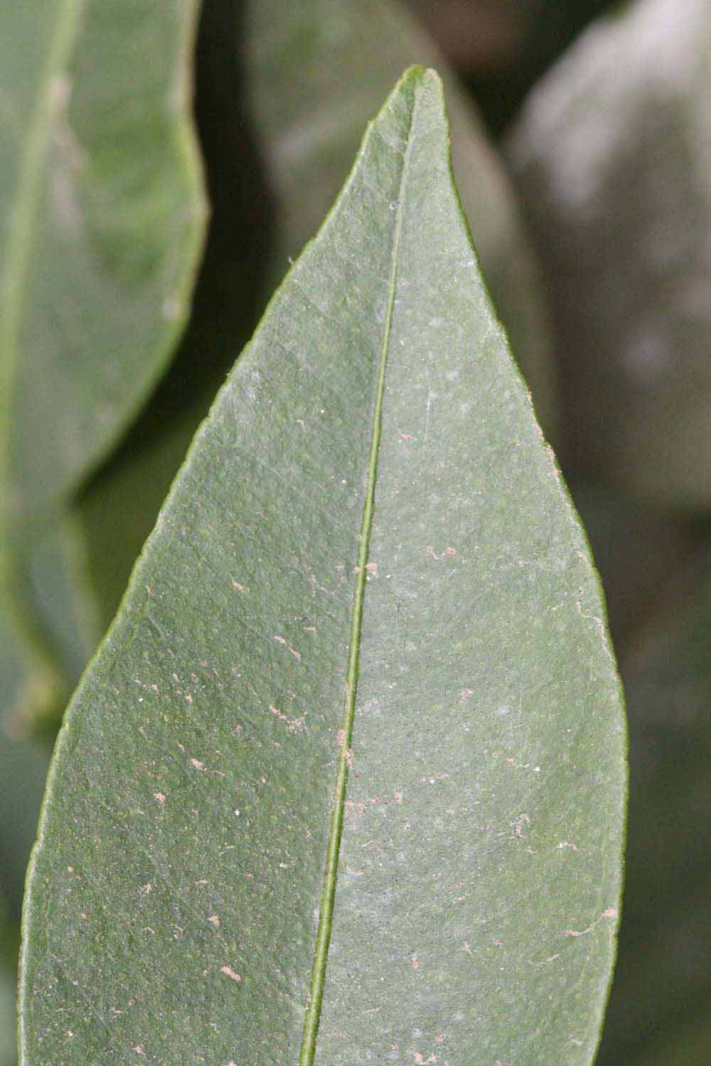              Margin (Riverside, CA)       